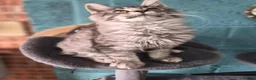 Maine Coon cats for sale: 🌟Tica registered mainecoons champion lines! 🌟 - Advert 2