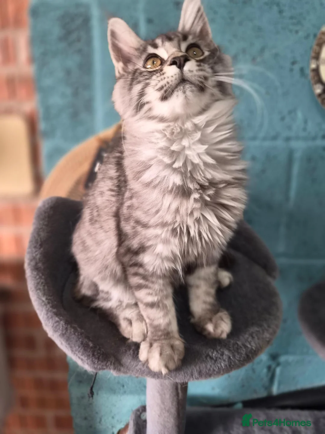 Maine Coon cats for sale: 🌟Tica registered mainecoons champion lines! 🌟 - Advert 2