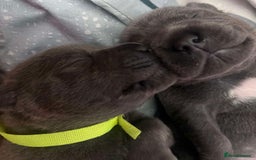 Staffordshire Bull Terrier dogs for sale: Exceptional blue Staffordshire Bull Terrier 🐾💛 - Image 6