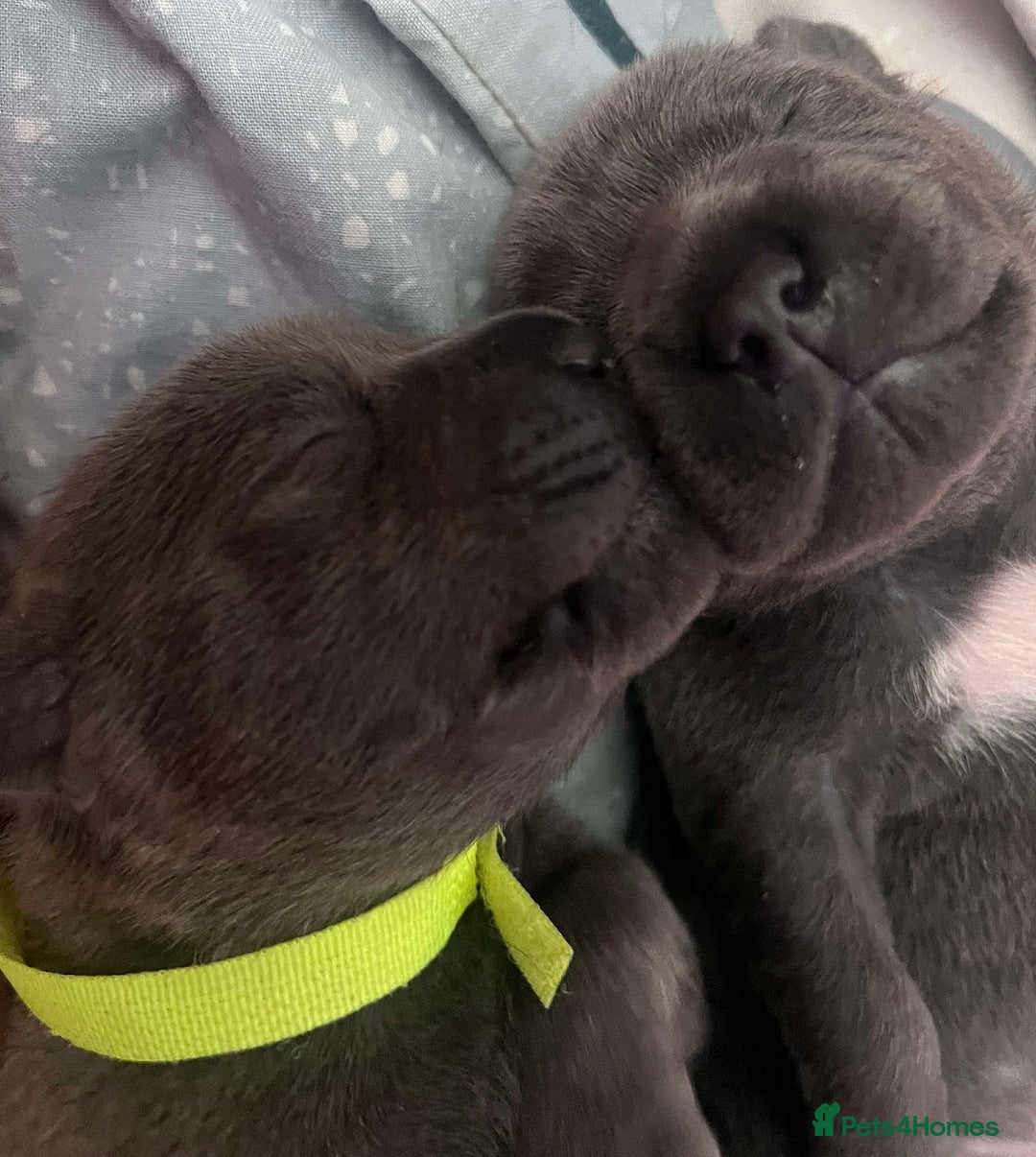 Staffordshire Bull Terrier dogs for sale: Exceptional blue Staffordshire Bull Terrier 🐾💛 - Image 6