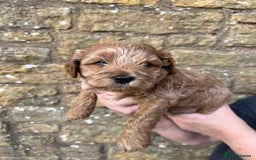 Cavachon dogs for sale: Cavapoochon puppies  - Image 23