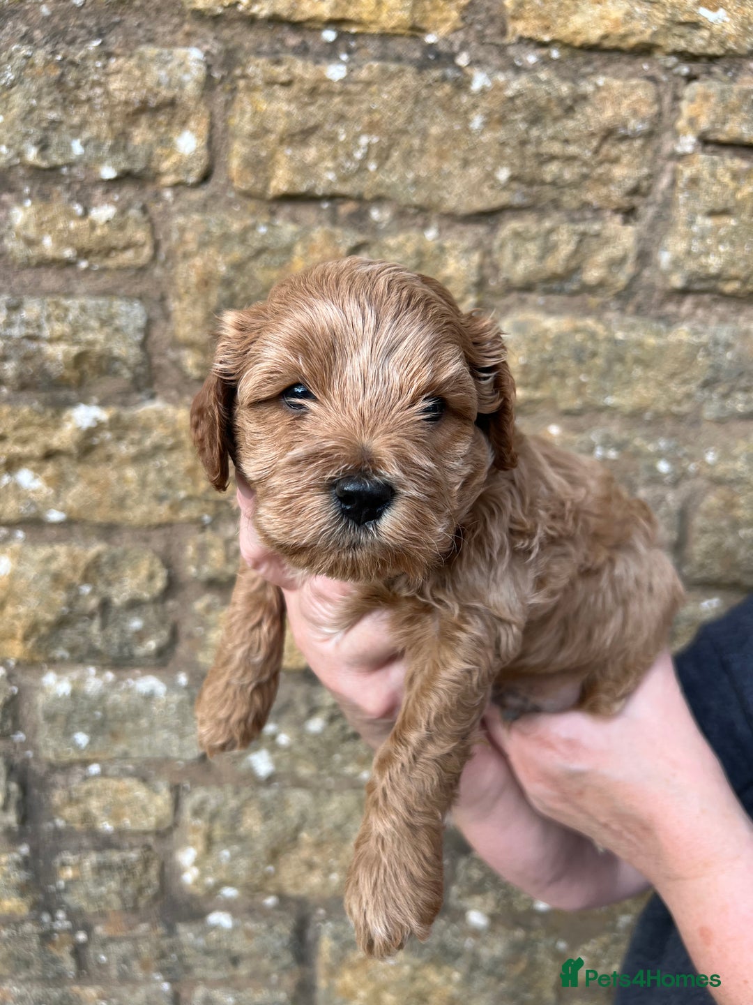 Cavachon dogs for sale: Cavapoochon puppies  - Image 23