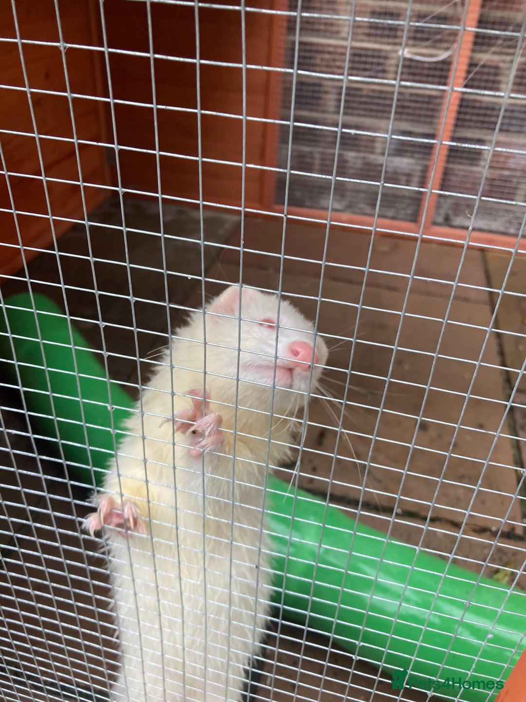 Ferret rodents for sale: Ferret  - Image 2