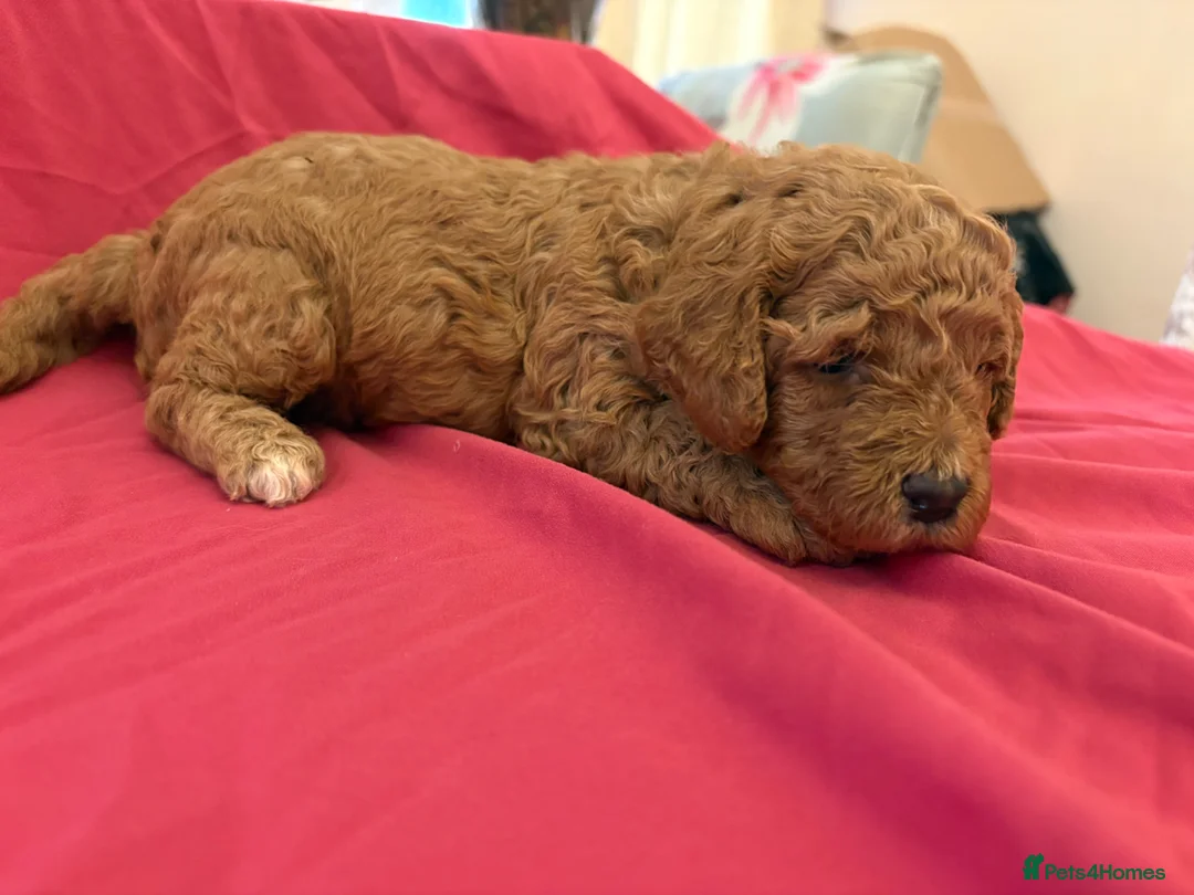 Cockapoo dogs for sale: Stunning cockapoo puppies to be reserved  - Advert 2