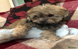 Shihpoo dogs for sale: shihpoo puppies for sale  - Image 13