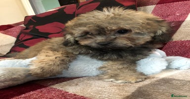 Shihpoo dogs - Advert 4
