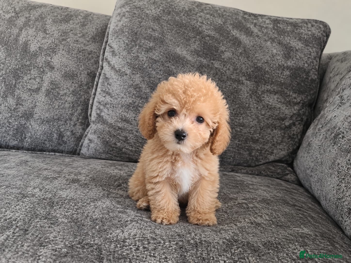 Maltipoo dogs Beautiful Asian maltipoo puppies  - Advert 2