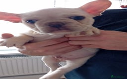 French Bulldog dogs for stud: 5 PANEL HEALTH CLEAR CHARLIE VERY WELL PROVEN! - Image 13