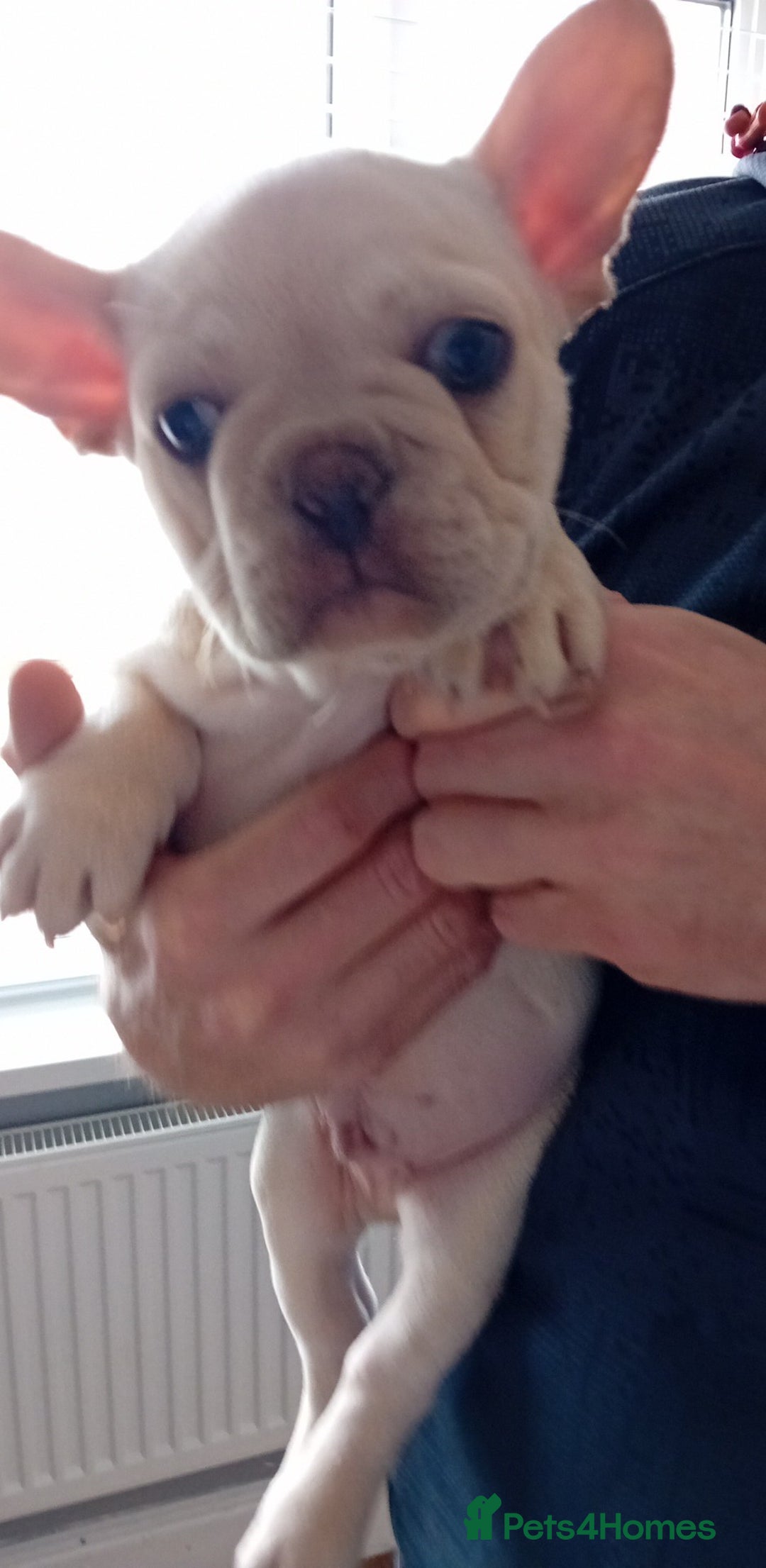 French Bulldog dogs for stud: 5 PANEL HEALTH CLEAR CHARLIE VERY WELL PROVEN! - Image 13