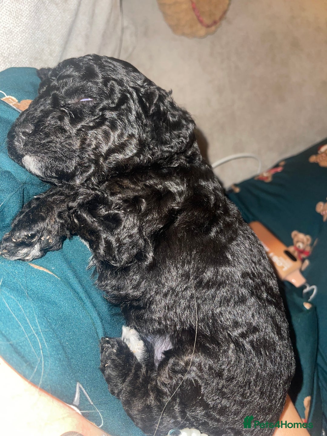 Cockapoo dogs for sale: STUNNING F2 cockapoo puppies for sale  - Advert 9
