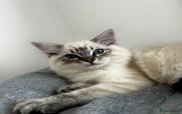 Ragdoll cats for sale: Gorgeous Ragdoll Lynx Girls!  - Image 13