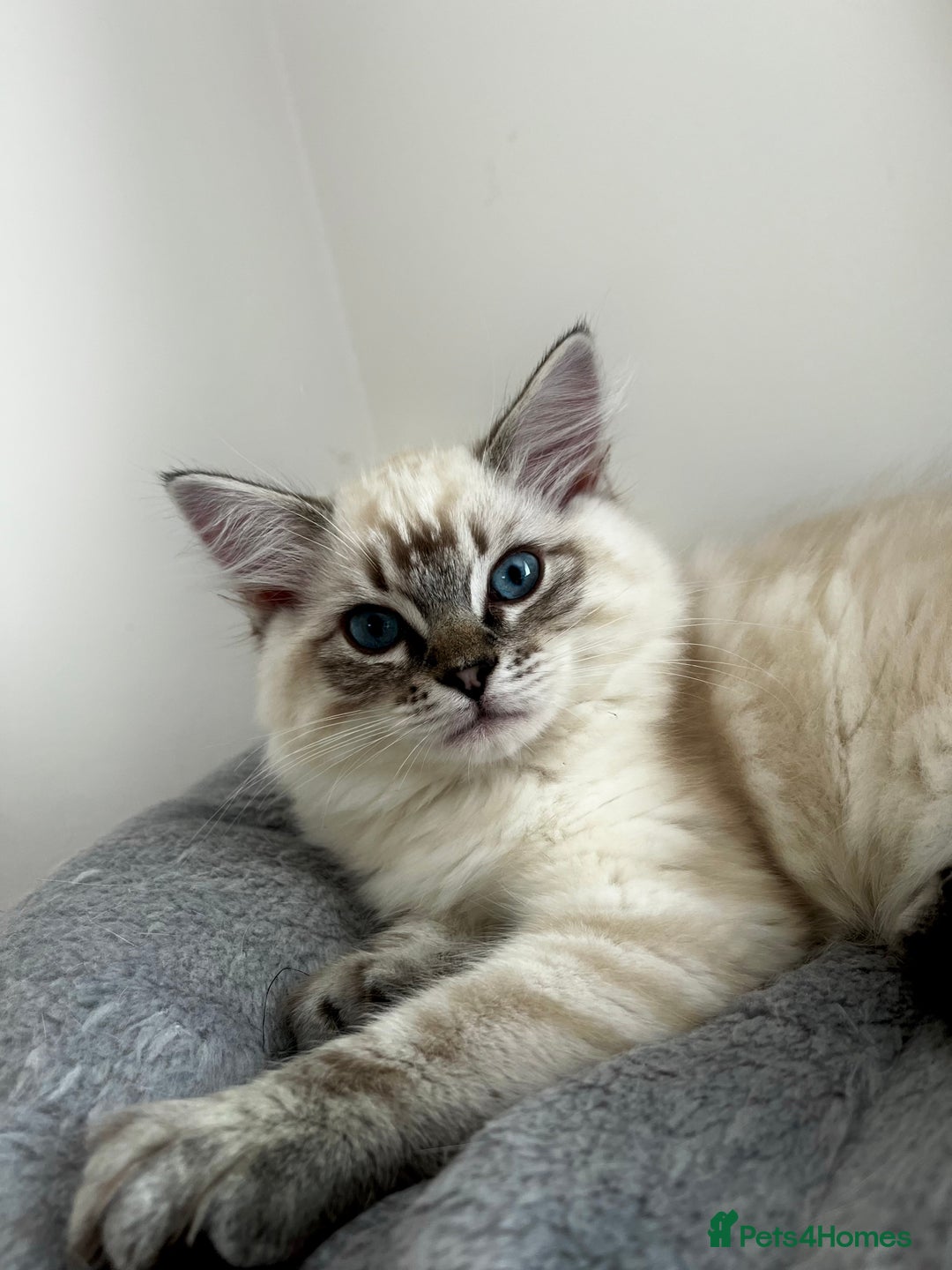 Ragdoll cats for sale: Gorgeous Ragdoll Lynx Girls!  - Image 13