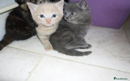 Mixed Breed cats for sale: 8 BEUTIFUL KITTENS FOR SALE - Image 19