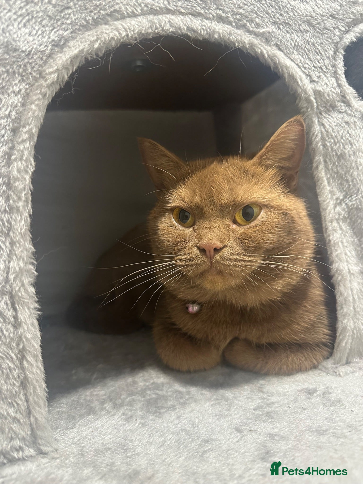 British Shorthair cats Gorgeous cinnamon British shorthair female  - Advert 1