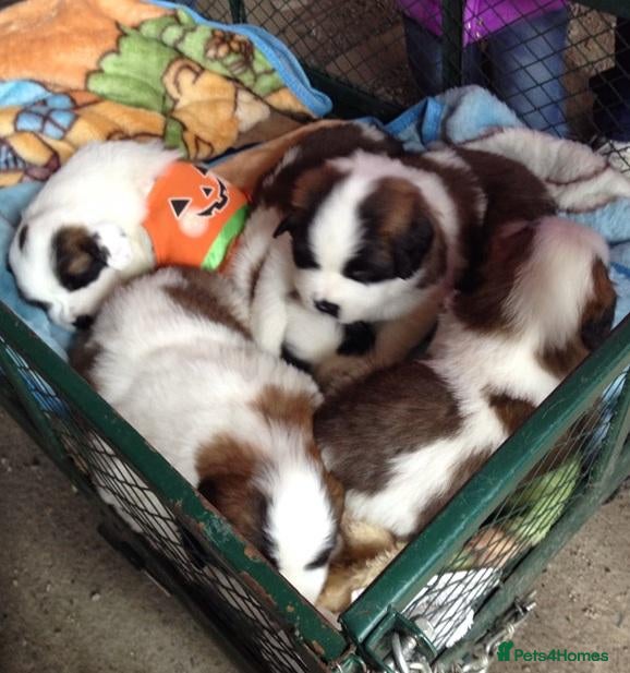 Saint Bernard dogs Little Nap-Time Buddies with Big Hearts - Advert 7