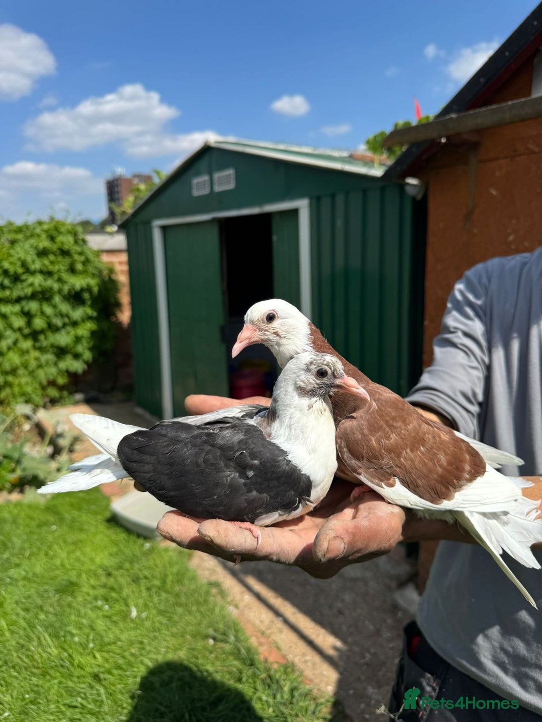 Pigeons birds for sale: Pigeons for sale in Leicester - Image 6
