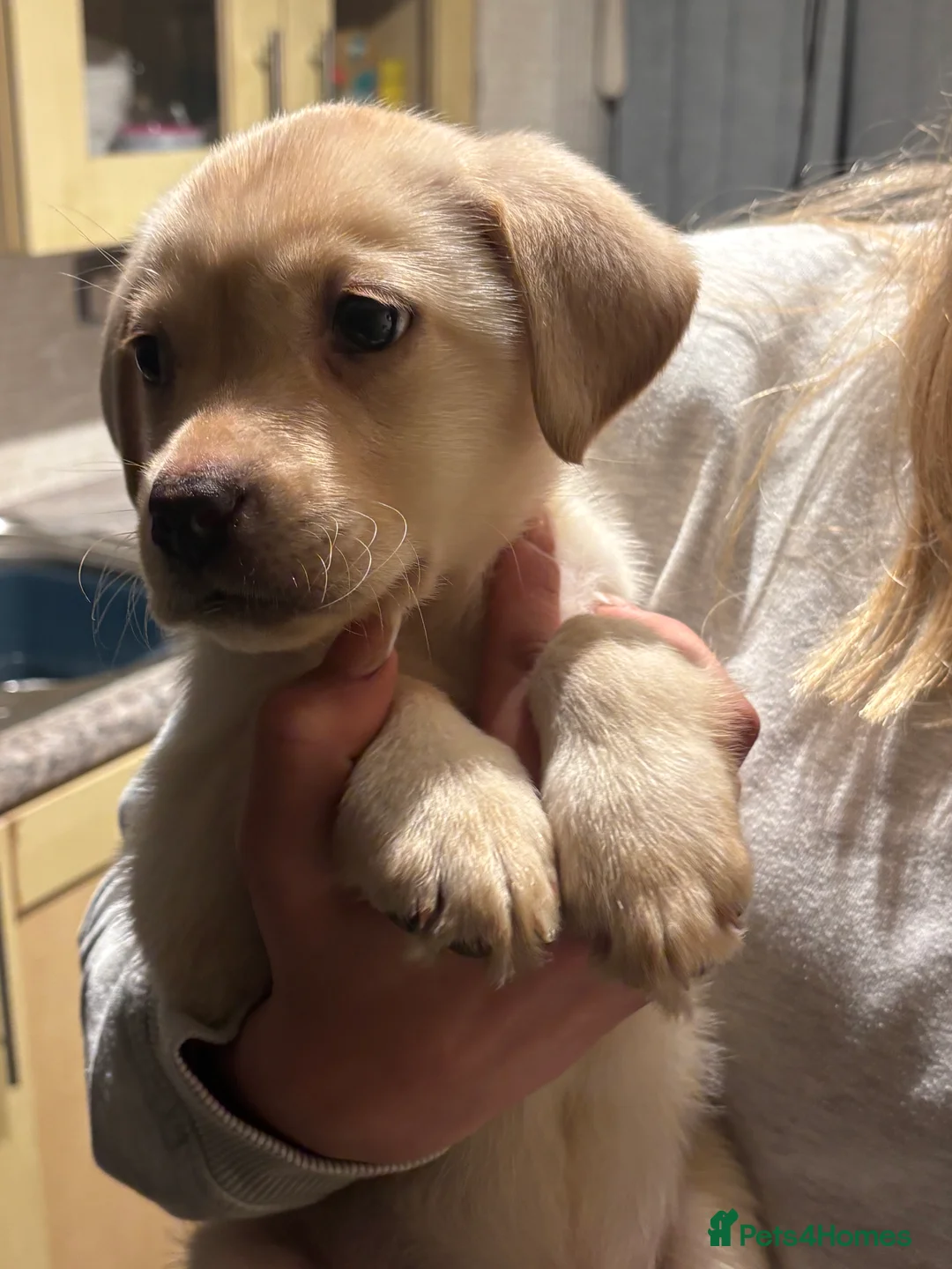 Labrador Retriever dogs for sale: Millie  - Advert 2