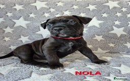 Mixed Breed dogs for sale: Bullmastiff x puppies 🐶  - Advert 13