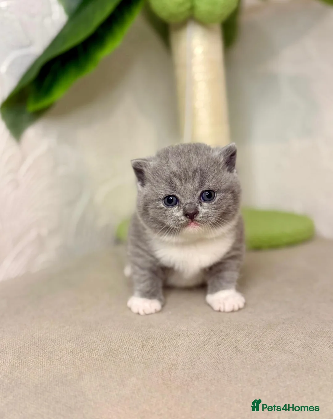 British Shorthair cats for stud: GCCF Non-active Champion bloodline Blue BICOLOR 💙 - Advert 4