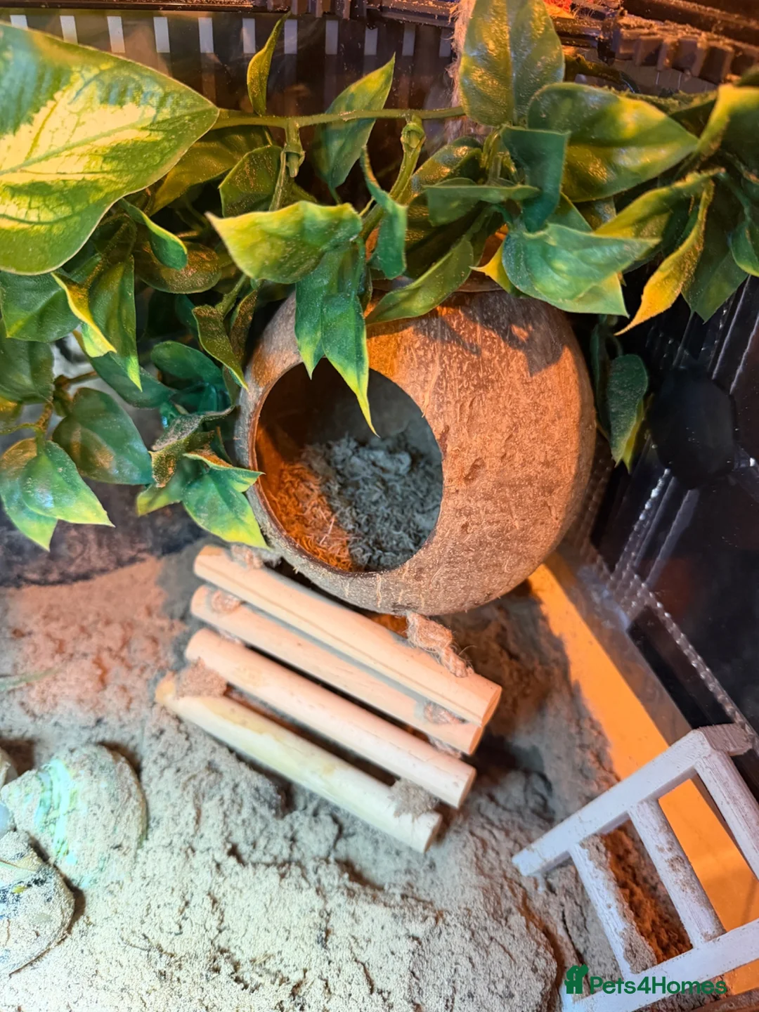 Crabs invertebrates for sale: Two Purple Pincher Hermit Crabs + Habitat  in Brighton - Advert 2
