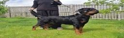 Rottweiler dogs for sale: German Lines Chunky Rottweiler Puppies - Advert 10