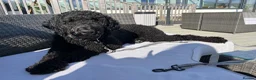 Labradoodle dogs for sale: Obi. Labradoodle - Advert 6
