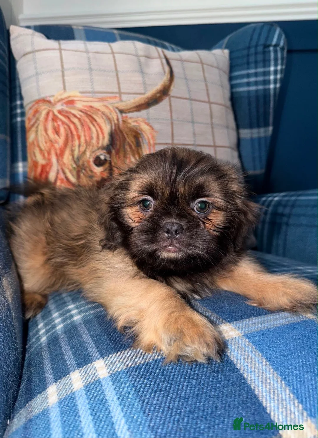 Shih Tzu dogs for sale: Last KC Blue Boy Available  - Advert 1