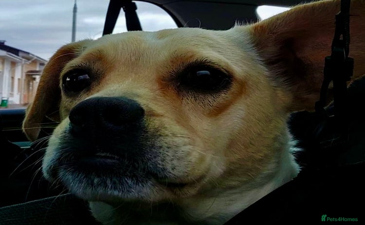Jack Russell dogs - Advert 1