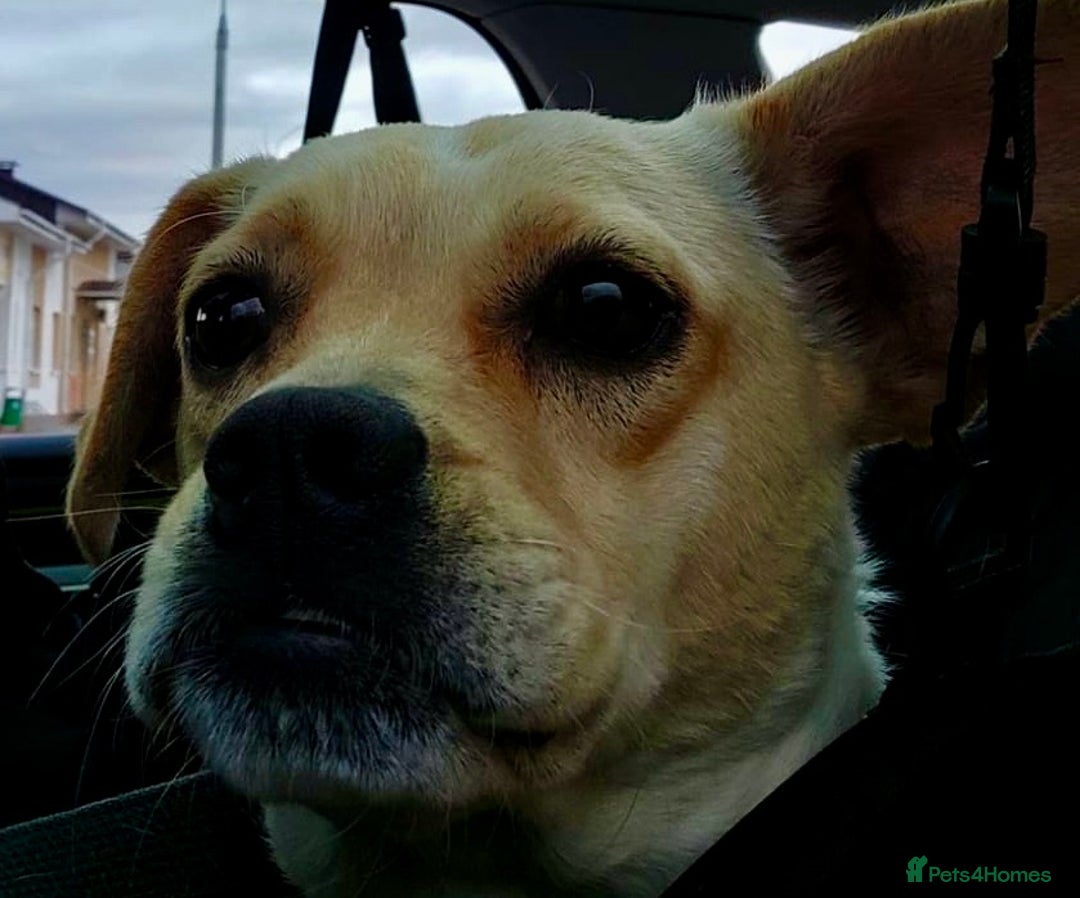 Jack Russell dogs for adoption: Meggy’s Story: Rescued Minutes Before Death - Image 1