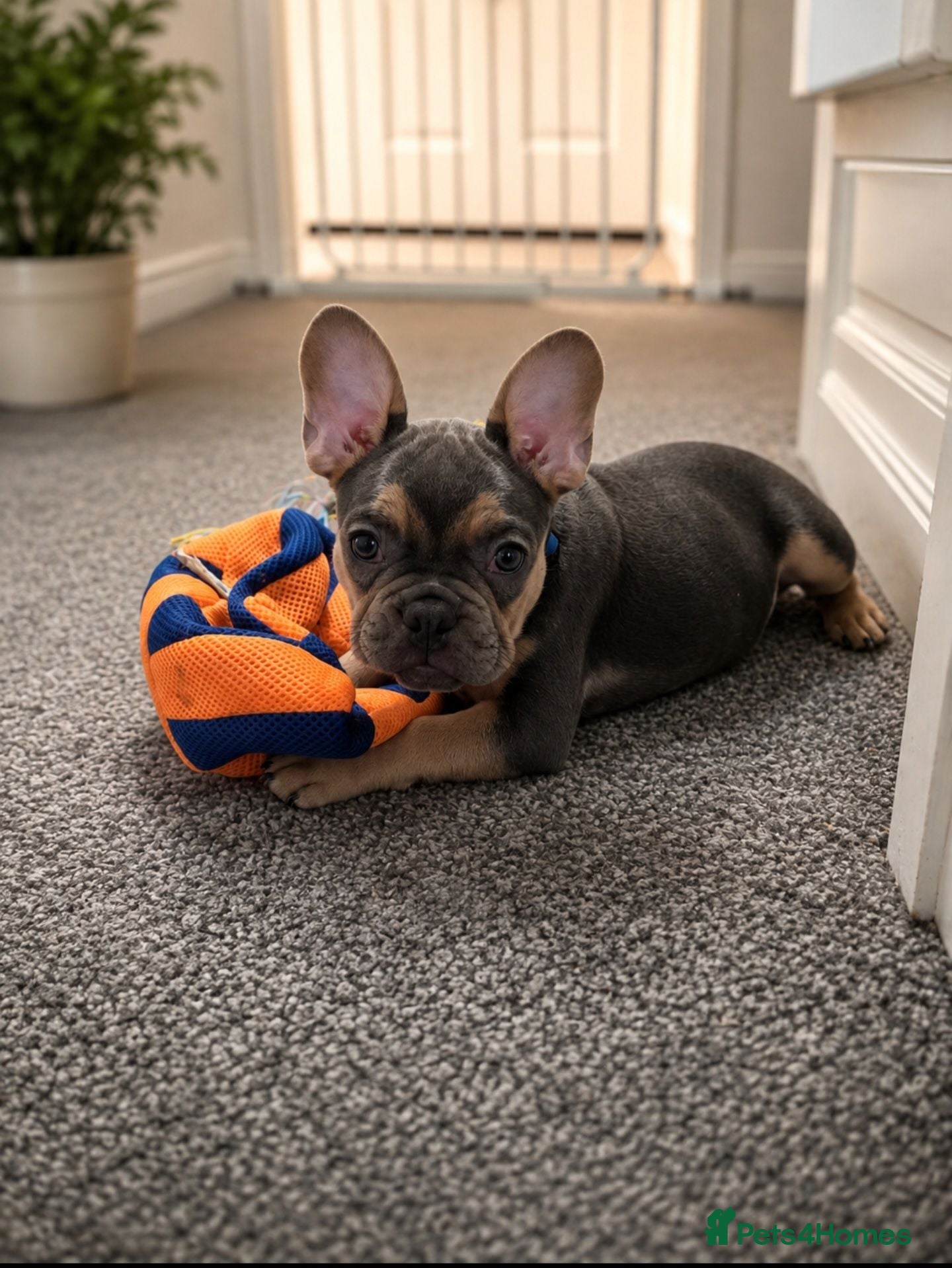 French Bulldog dogs 🐾 Last Blue & Tan Boy - Fully Vaccinated 🐾 - Advert 2