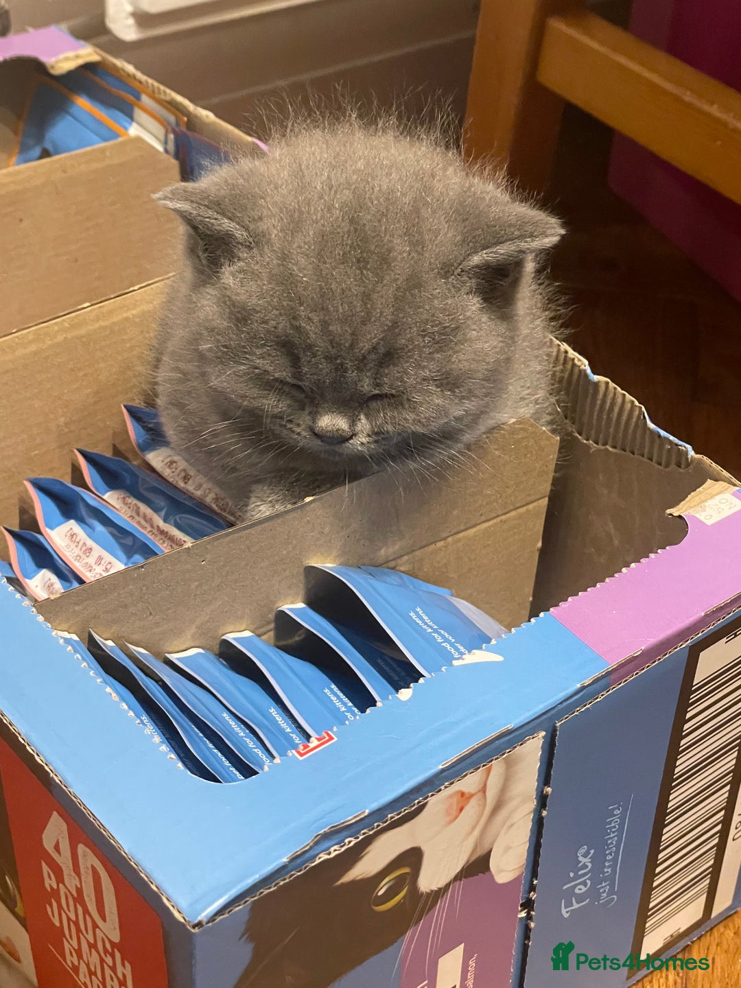 British Shorthair cats for sale: GCCF Adorable British Shorthair Companions - Advert 10