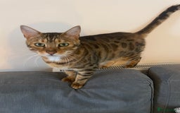 Bengal cats for sale: Beautiful male Bengal  - Image 1
