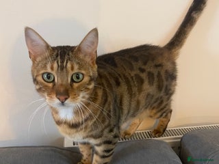 Bengal cats - Advert 12