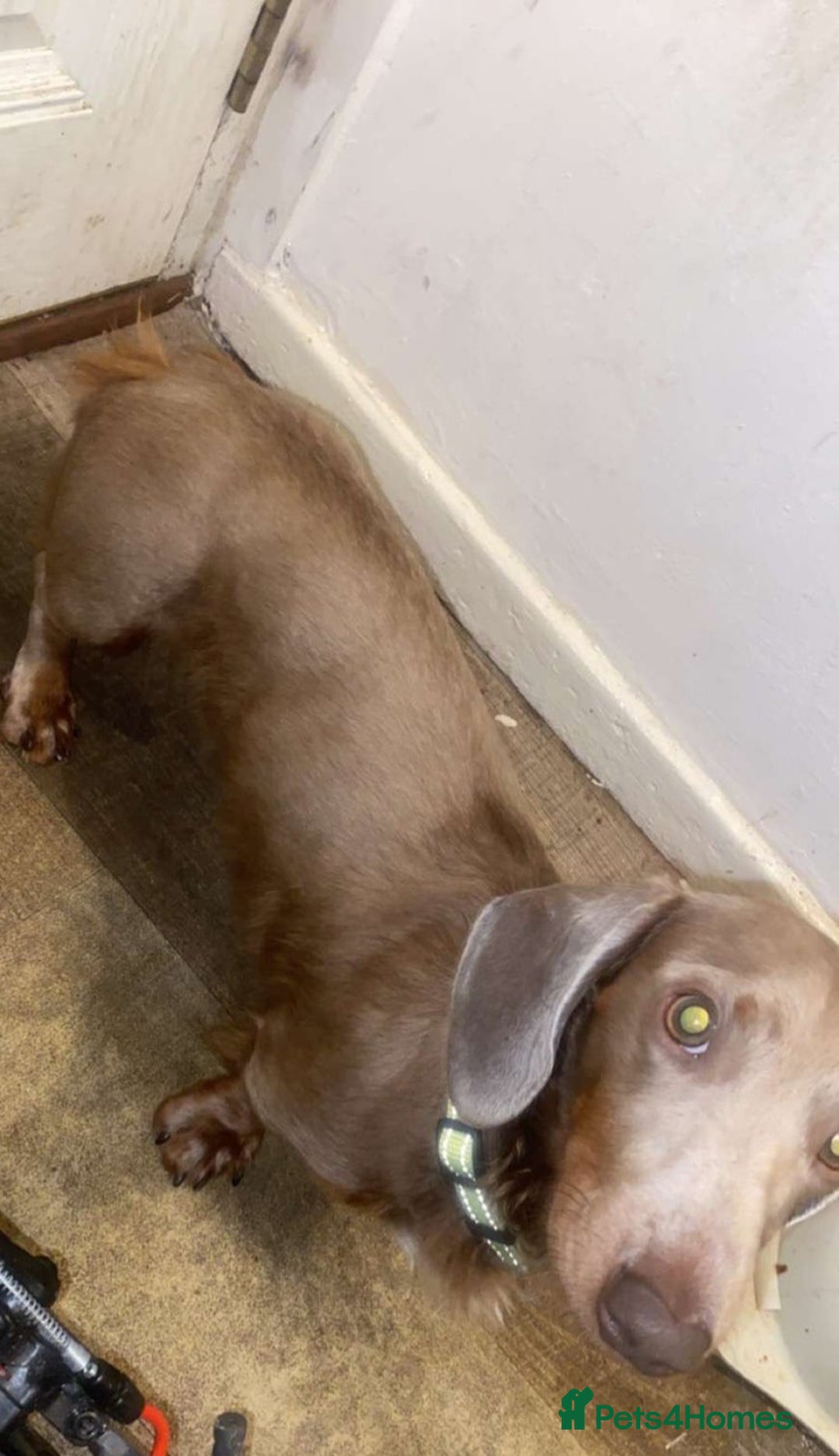 Dachshund dogs for sale: Sausage dog  - Advert 5