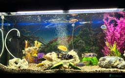 Cichlids fish for sale: Malawi cichlids  - Image 1