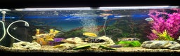 Cichlids fish for sale: Malawi cichlids  - Advert 1