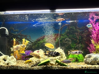 Cichlids fish - Advert 1