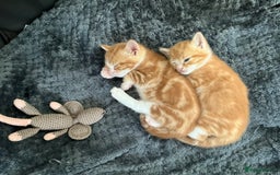 Domestic Shorthair cats for sale: Kittens for sale  - Image 6