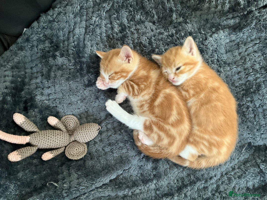 Domestic Shorthair cats for sale: Kittens for sale  - Image 6