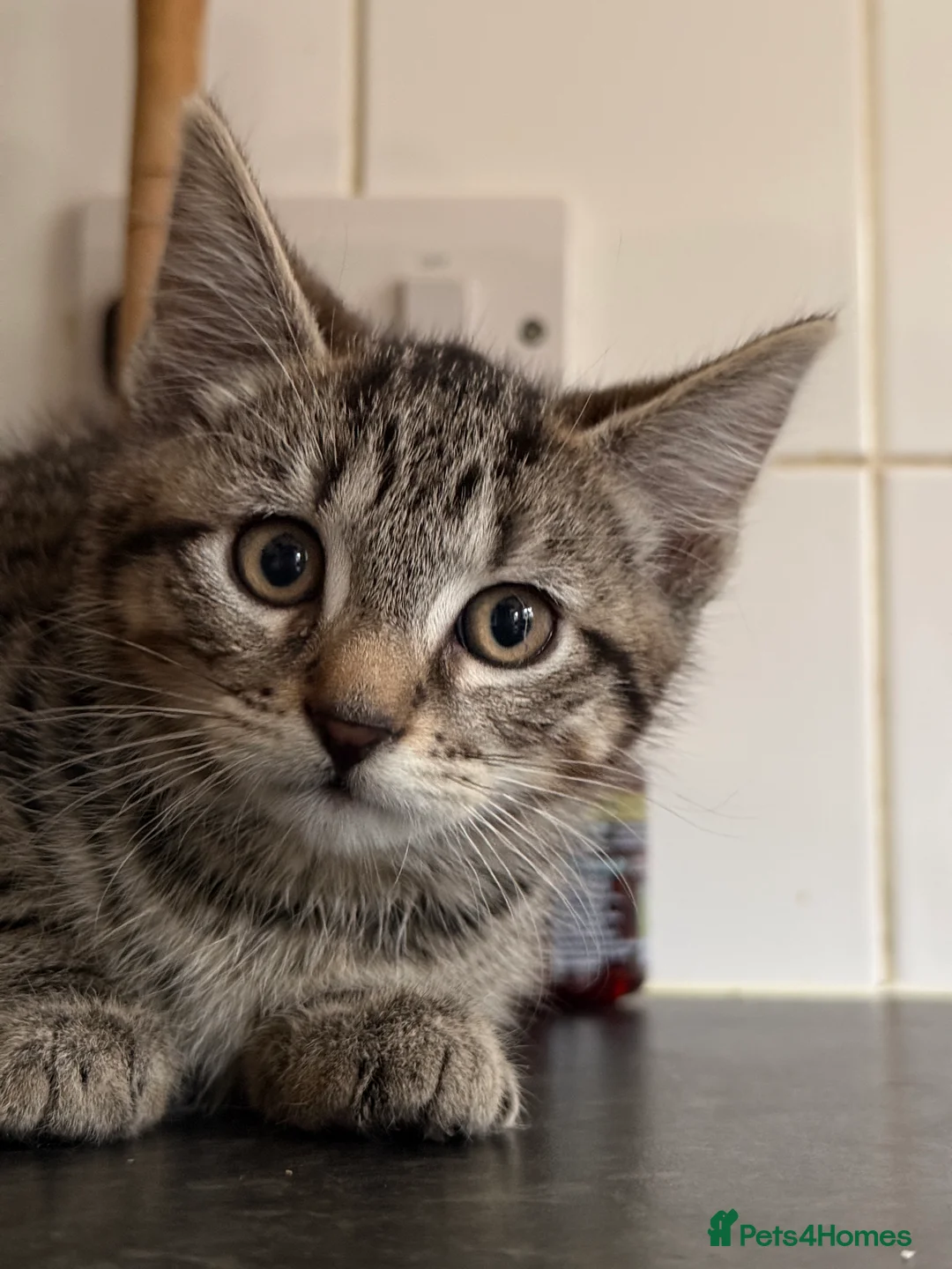 Mixed Breed cats for sale: 5 gorgeous kittens for sale.  - Advert 2