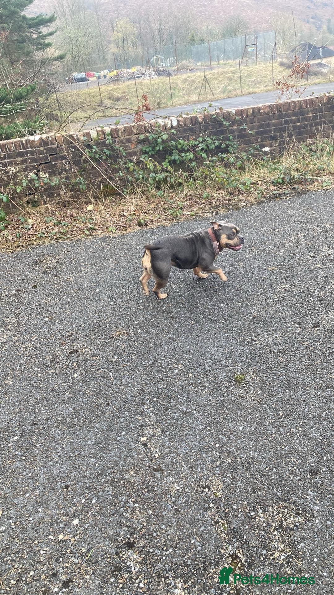 Mixed Breed dogs for sale: Poppy - Image 2