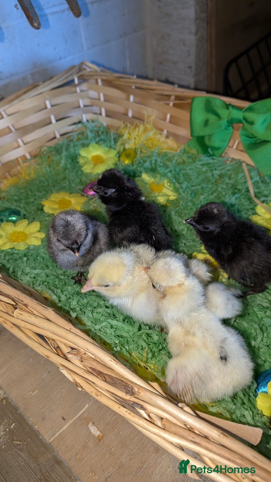 Chickens poultry Day old polish chicks  - Advert 1