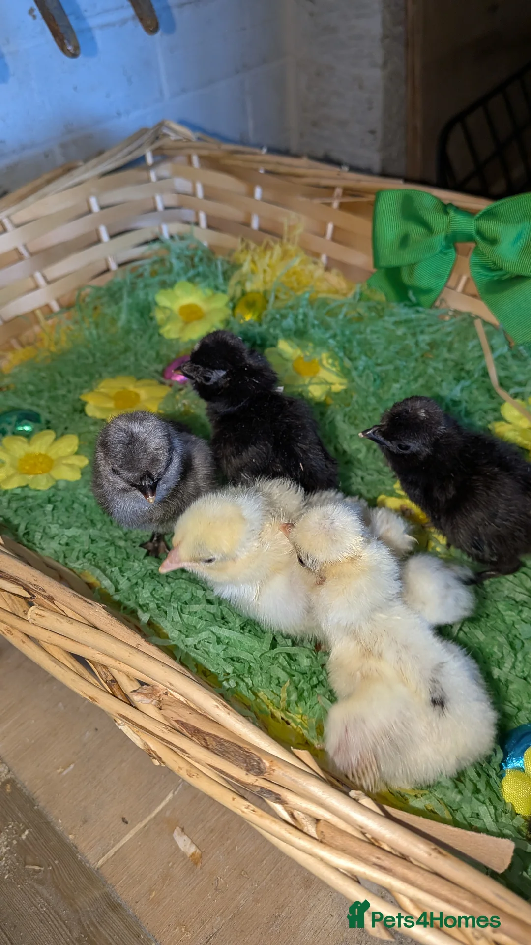 Chickens poultry for sale: Day old polish chicks  - Advert 1