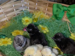 Chickens poultry Day old polish chicks - Advert 2