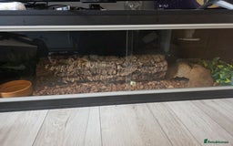 Python Snake reptiles for sale: Ball python plus 1 month old vaverium - Image 4