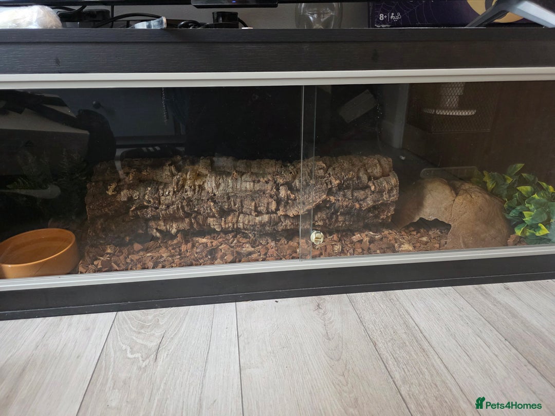 Python Snake reptiles for sale: Ball python plus 1 month old vaverium - Image 4