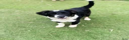 Mixed Breed dogs for adoption: Corbett in Ormskirk - Advert 4