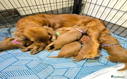 Cocker Spaniel dogs for sale: 🐾 Adorable Cocker Spaniel Puppies for Sale! 🐾 - Image 16