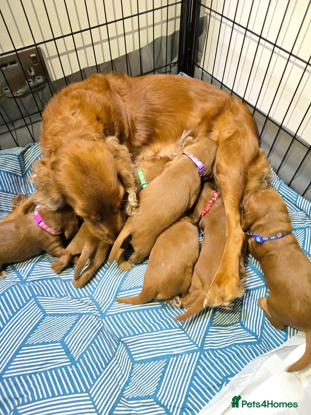 Cocker Spaniel dogs for sale: 🐾 Adorable Cocker Spaniel Puppies for Sale! 🐾 - Image 16