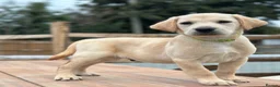 Labrador Retriever dogs for sale: KC REGISTERED LABRADOR PUPPIES - Advert 15